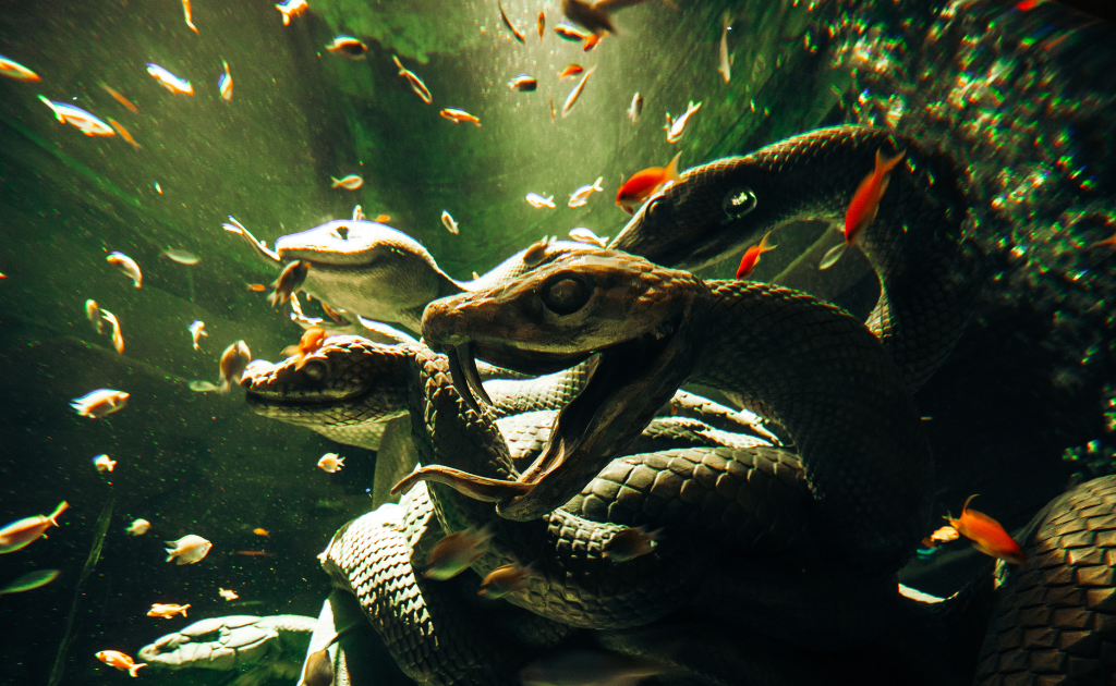 ذا لوست ورلد